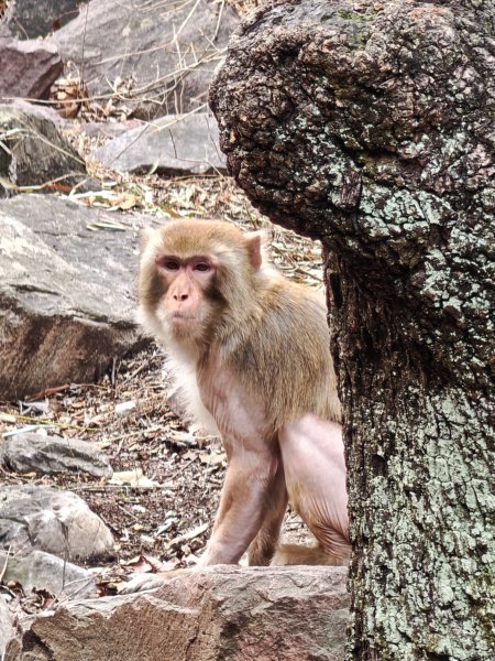 偶遇猕猴，这些的猴子比我在峨眉山见得多