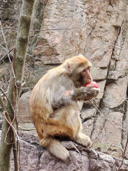猕猴吃游客投喂的苹果，甚至还有吃蛋黄派的
