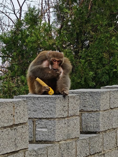 手脚并用吃玉米的猕猴