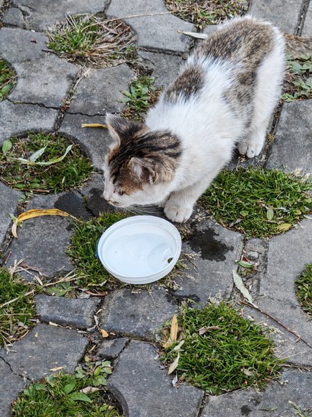 龙潭大峡谷停车场的小猫，一停车就从车底钻出来，冲着我们一直叫，看得出来它是饿了给它水喝